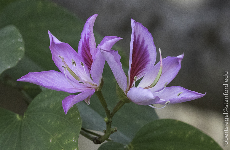 orchid tree